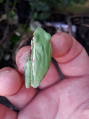 Boana marginata
