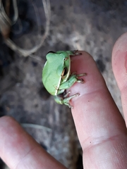 Boana marginata