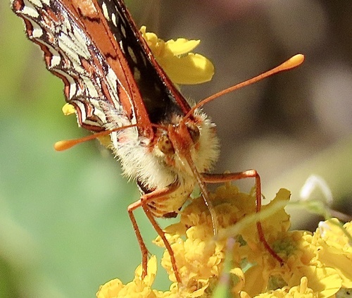 Variable Checkerspot photo 4