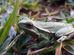 Boana marginata