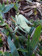 Boana marginata