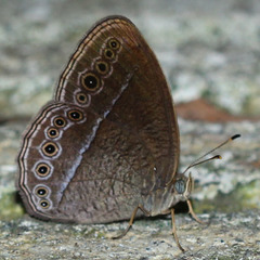 Mycalesis janardana