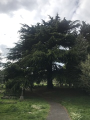 Cedrus atlantica