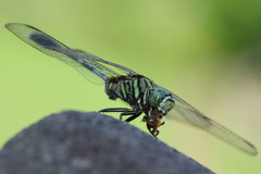 Orthetrum sabina