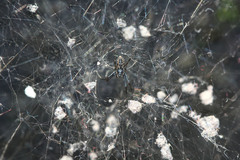 Nephilengys malabarensis