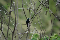 Anthracothorax nigricollis