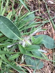 Pilosella officinarum