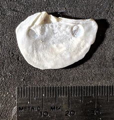 Heteroclidus punctatus