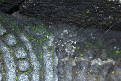 Nephilengys malabarensis