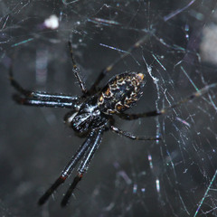 Nephilengys malabarensis