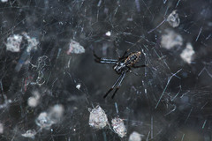 Nephilengys malabarensis