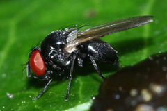 Diptera