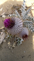 Cirsium occidentale occidentale