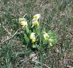 Primula veris macrocalyx