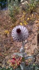 Cirsium occidentale occidentale