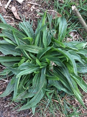 Plantago lanceolata