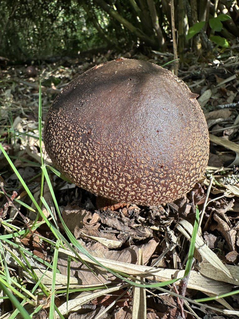Amanita rubescens · May 2024 · photo: © nitsuga74 (iNaturalist, cc-by)