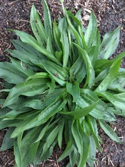 Plantago lanceolata