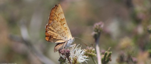 Mexican Zela Metalmark