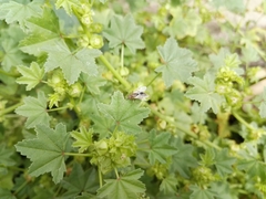 Hemiptera