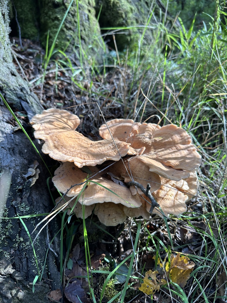 Bondarzewia guaitecasensis · May 2024 · photo: © nitsuga74 (iNaturalist, cc-by)