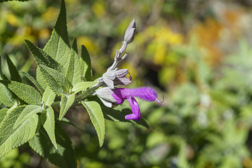 Mount Aguja Sage (Salvia moranii)