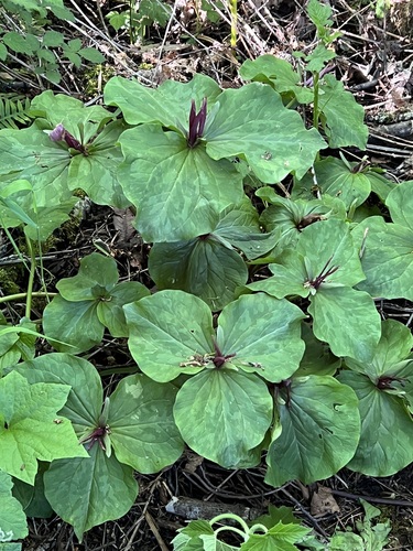 Image of Trillium kurabayashii by (c) Judi Sanders, some rights reserved (CC BY)