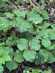 Trillium kurabayashii, photograph (c) Judi Sanders, some rights reserved (CC BY)