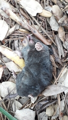 Talpa occidentalis