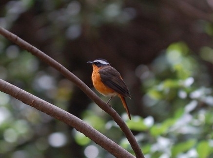 Rüppell's Robin-Chat