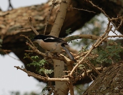 Ethiopian Boubou