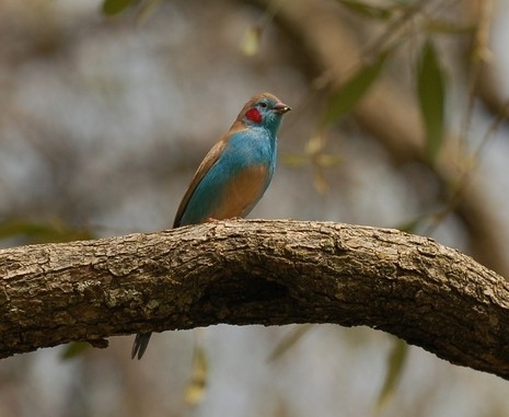 Red-cheeked Cordonbleu