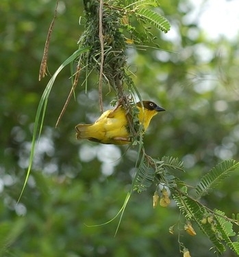 Baglafecht Weaver