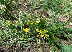 Gagea granulosa