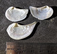 Heteroclidus punctatus