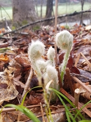 Osmunda claytoniana
