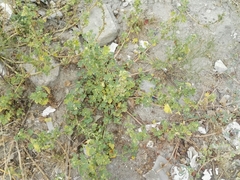 Malva parviflora