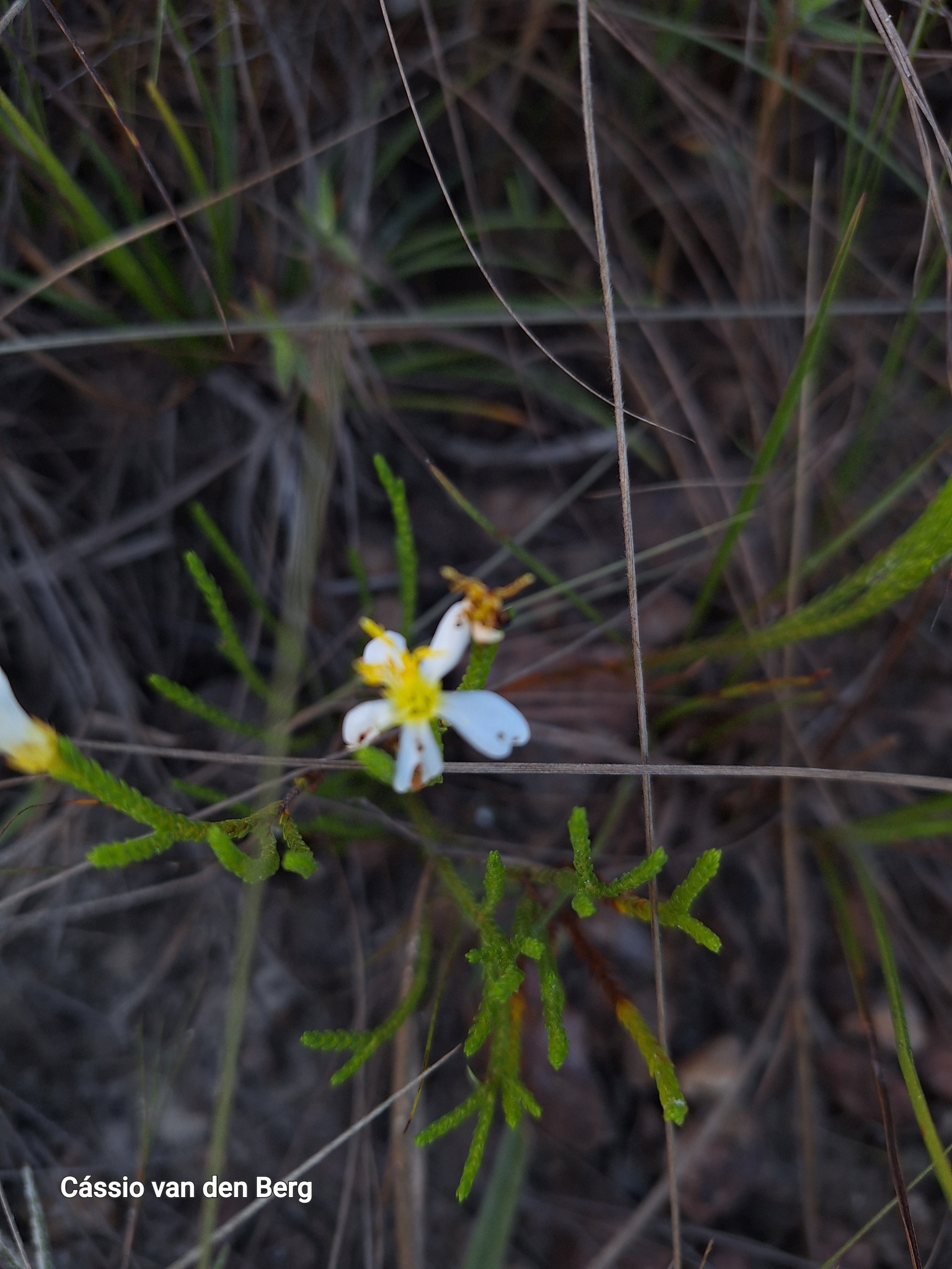 Chaetostoma albiflorum