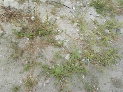 Malva parviflora