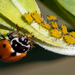 蚜總科 - Photo 由 magriet b 所上傳的 (c) magriet b，保留部份權利CC BY-SA