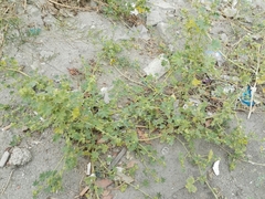 Malva parviflora