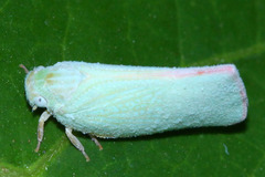 Sanurus