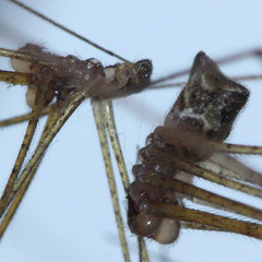 Crossopriza lyoni