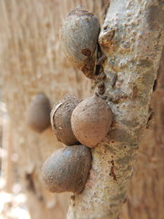 Cassidula aurisfelis