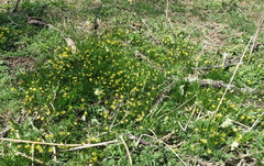 Gagea granulosa