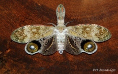 Fulgora laternaria