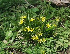 Gagea granulosa