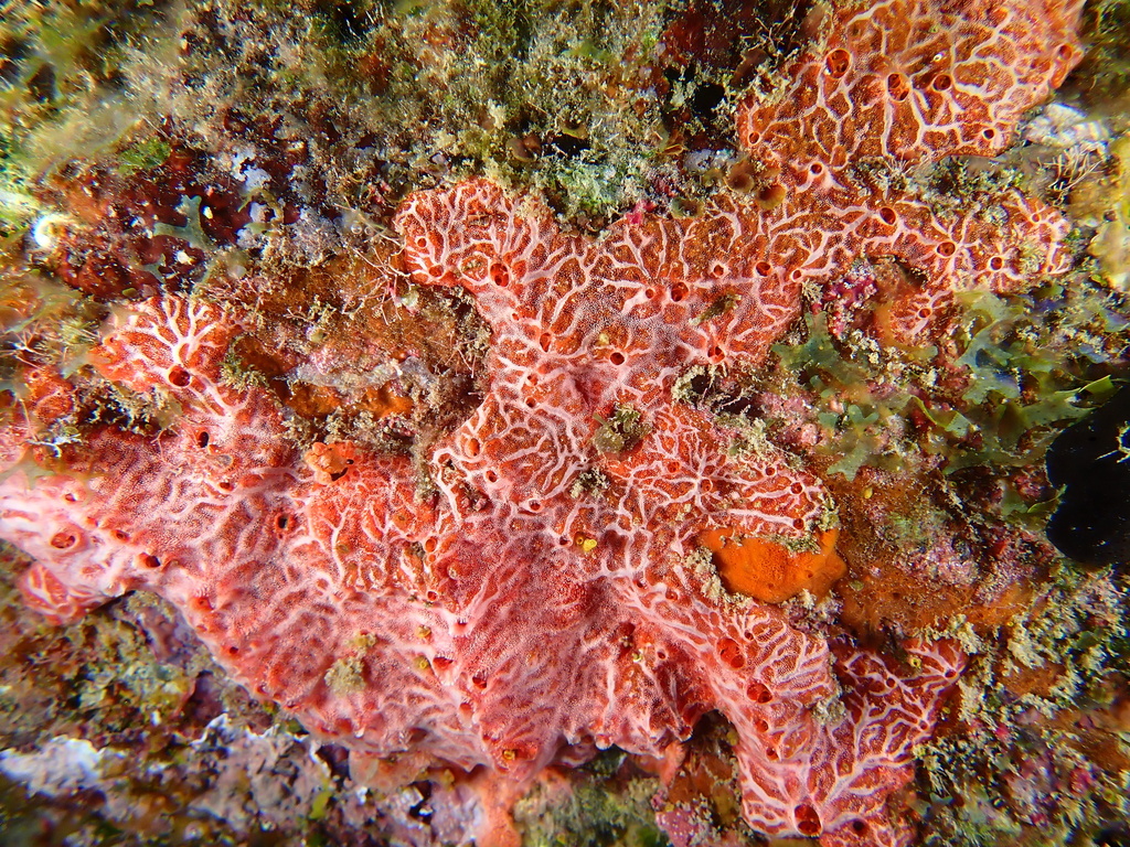 Clathria virgultosa
