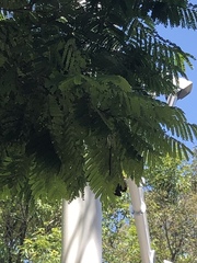 Jacaranda acutifolia