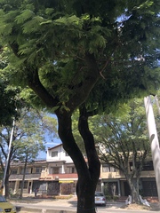 Jacaranda acutifolia